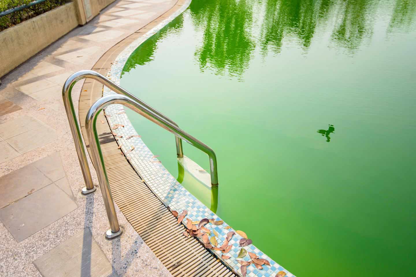 Green Algae in Swimming Pool